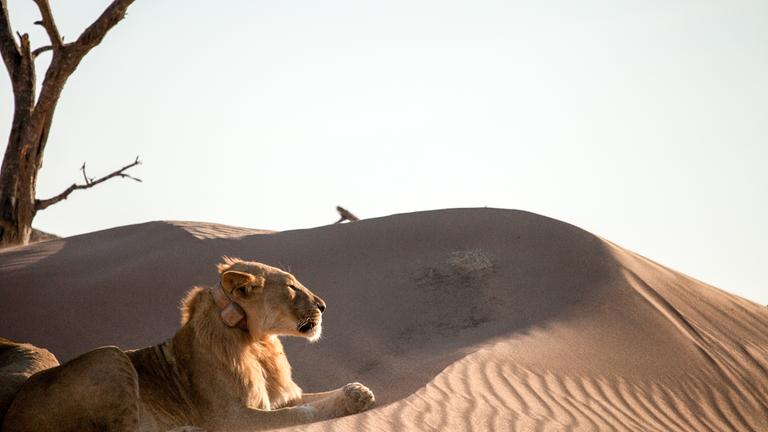 Wüstenkönige - Die Löwen der Namib