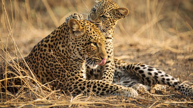 Olimba - Königin der Leoparden