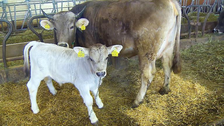 Die bunte Nutztierwelt in Vorarlberg