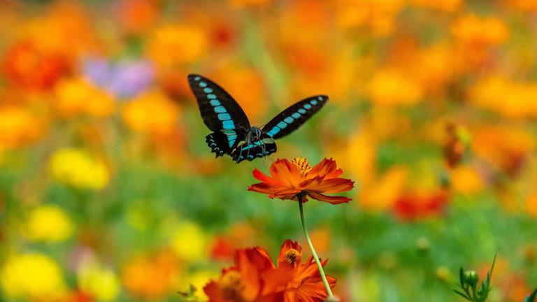 Die Farben der Tierwelt