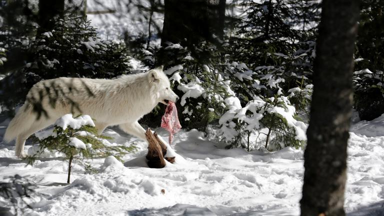 Winter im Wildpark Mautern