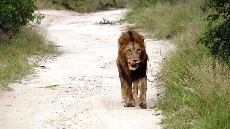 Südafrika: Harte Zeiten für Löwen und Geparde