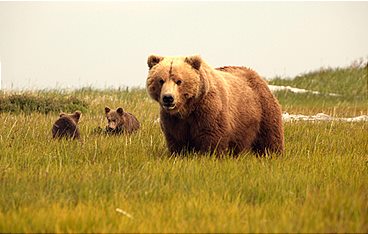 Alaskas Bären