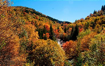 Amerikas Naturwunder: Die Great Smoky Mountains