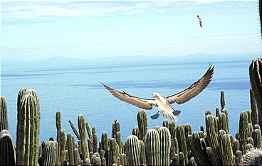 Baja California - Das andere Kalifornien