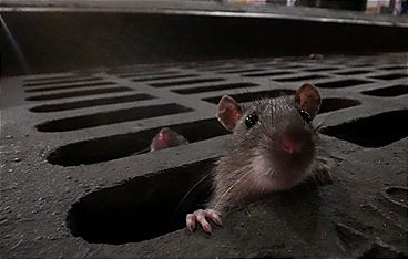Das erstaunliche Leben der Ratten - Unterwegs in Rat City