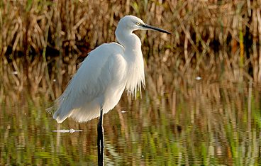 Das Geheimnis der Au