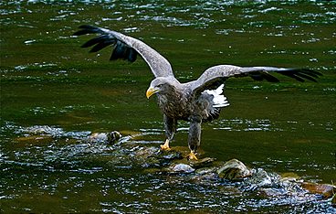 Der Flug des Seeadlers