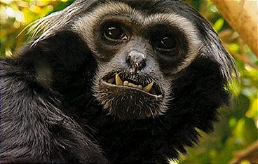 Der globale Zoo