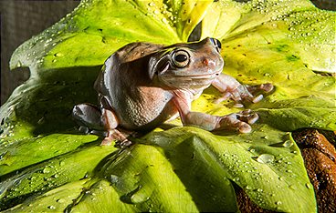 Die fabelhafte Welt der Frösche