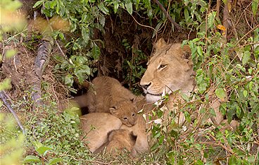 Die Großkatzen der Masai Mara