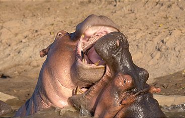 Die Großkatzen der Masai Mara