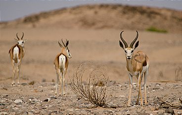Die wilden Flüsse Afrikas