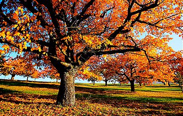 Die zauberhaften Vier