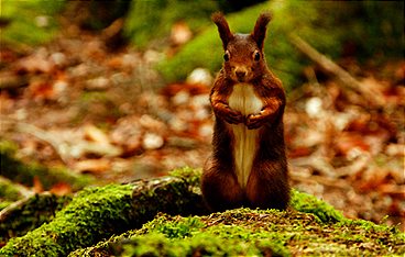 Die zauberhaften Vier