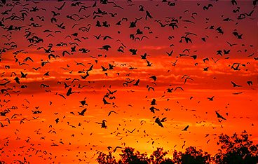 Ein perfekter Planet