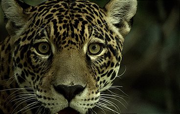 Guyana - Der Weg des Jaguars