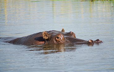 Hippos - Afrikas Flussgiganten