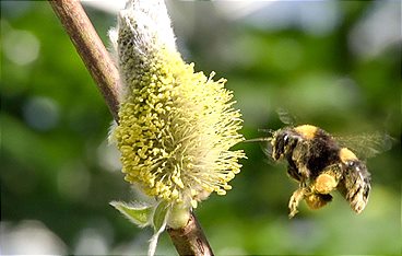 Hummeln - Bienen im Pelz