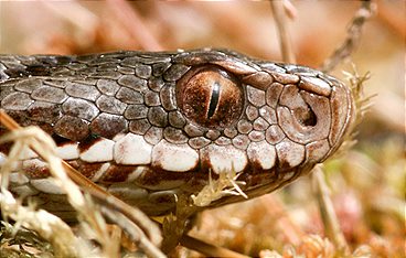 Im Reich von Kreuzotter & Co - Österreichs Schlangen hautnah