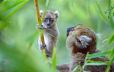 Madagaskar - Tropisches Inselparadies