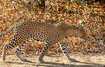 Malika jagt - Abenteuer einer Leopardin