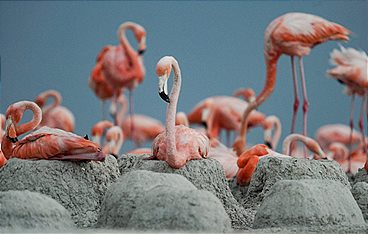 Mexikos magische Tierwanderungen