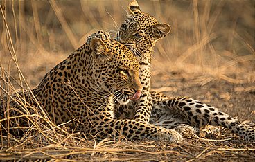 Olimba - Königin der Leoparden