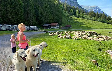 Schweizer Hundegeschichten: Herdenschutzhunde - Die alpinen Beschützer gegen Wolf & Co.
