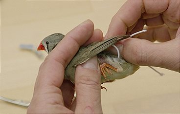 Seewiesen - Ein Biotop für die Wissenschaft