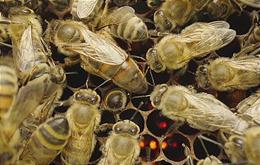 Smarte Insekten - Wie winzige Gehirne Geniales leisten