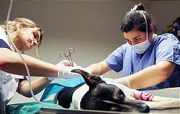 Tierärztin 24/7 II: Loxias schwebt in Todesgefahr