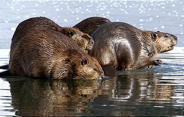 Tierische Superbauten