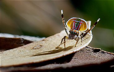 Tierische Überflieger