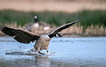 Wasserwildnis in Westfalen - Münsters Rieselfelder