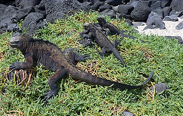 Welten-Saga: Die Schätze Lateinamerikas
