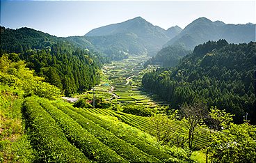 Wildes Japan: Honshu