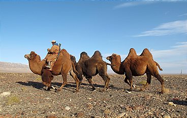Wüstenschiffe: Von Kamelen und Menschen