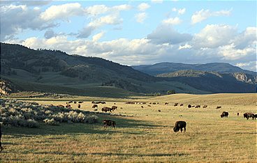 Yellowstone - Leben auf dem Vulkan