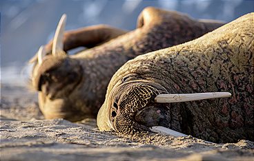 Zauber der Jahreszeiten - Spitzbergen