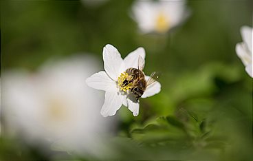 Ziemlich wilde Bienen
