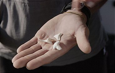 Makohaie vor Kalifornien