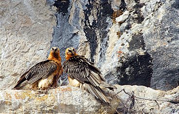 Bartgeier - Die Knochenfresser kommen