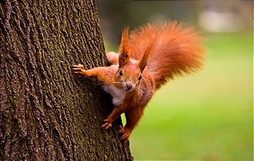 Die Super-Hörnchen - Clever & flink