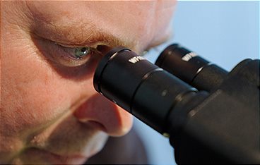 Invasion der Ameisen