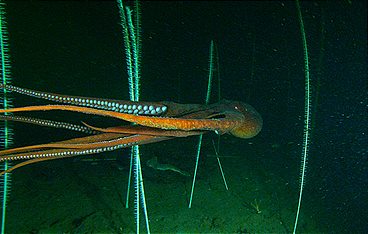 Riesenkraken · Geheimnisvolle Wesen aus der Tiefe