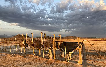 Südafrikas Kapregion