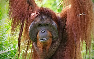 Orang-Utans