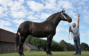 Percheron, das Kraftpaket mit einer Pferdestärke