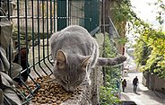 Die streunenden Katzen werden in Istanbul nicht nur geduldet, sondern auch von vielen Einwohnern gefüttert und umsorgt.
